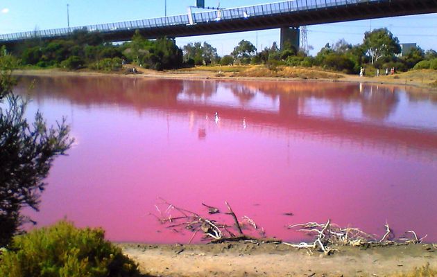 Pink Lake