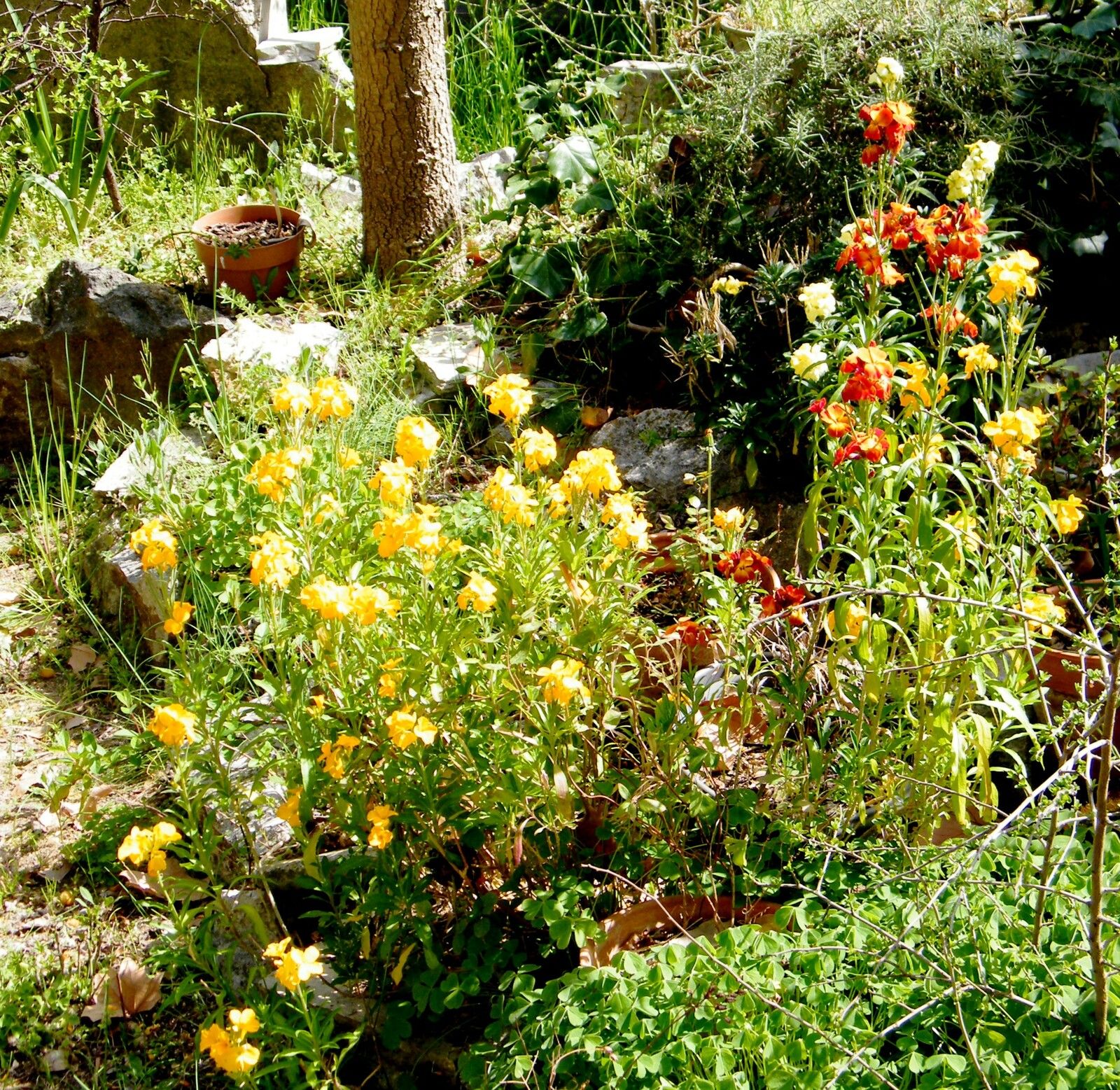 Giroflées ravenelles (Erysimum cheiri -crucifères)