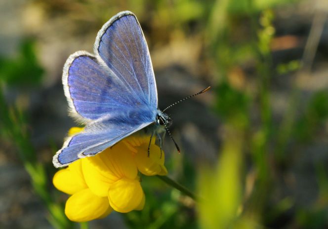 Album - Macro-Papillons