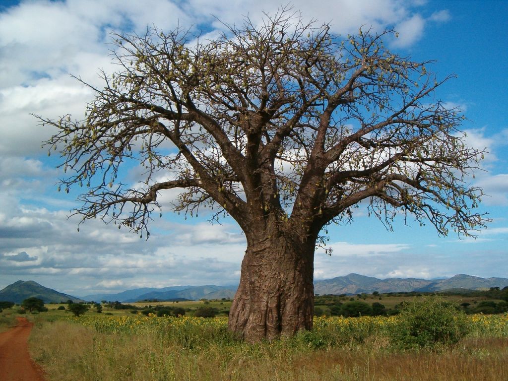 Baobab en TanzanieCrédit : Jensfriislund / Pixabay - Licence : CC0