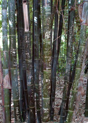 Album - Le-jardin-Majorelle