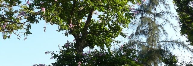Arbres en fleur et... chercheur d'emploi