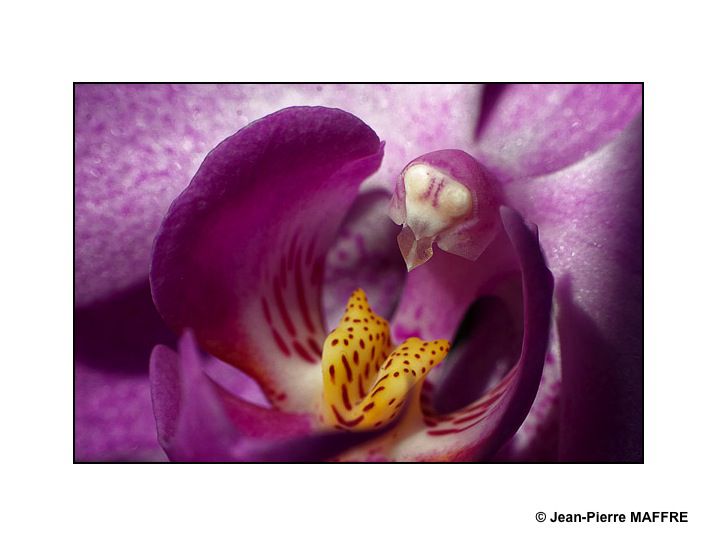 En s'approchant du cœur des orchidées on peut admirer les mystères de leur beauté fascinante.