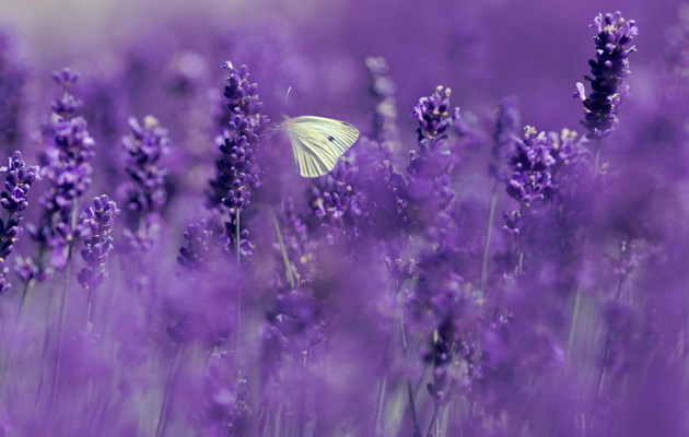 Recettes naturelles anti-stress et sommeil