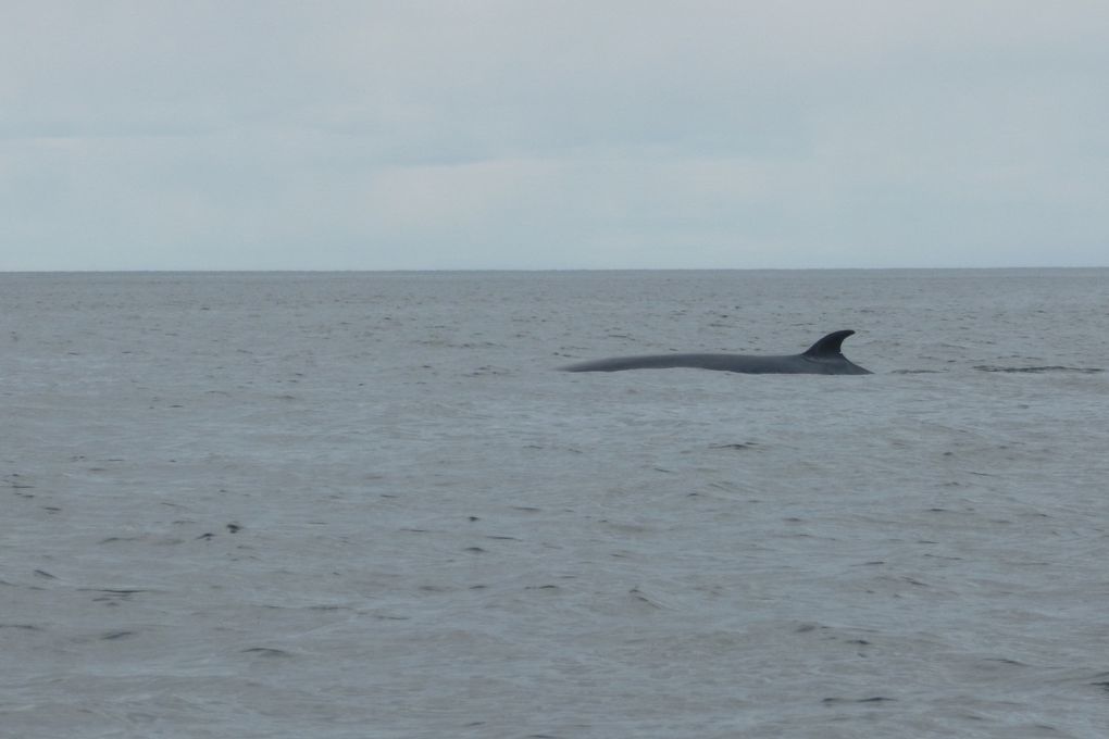 Album - Tadoussac-.sur-la-route-des-baleines--