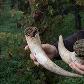 Le vin en biodynamie, cache secte de l'anthroposophie ?