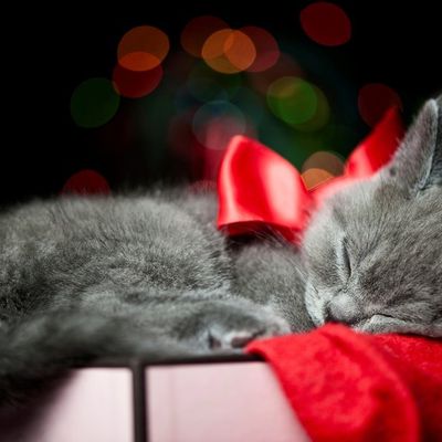 Chaton - Noël 2015 - Wallpaper - Free