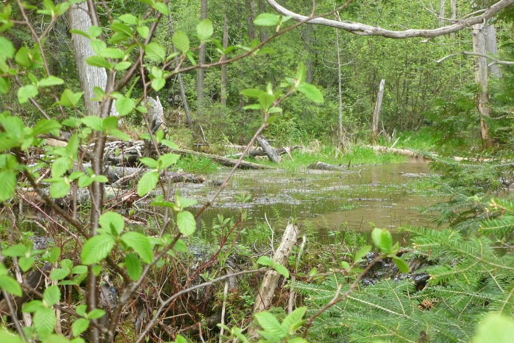 Album - Tadoussac-.sur-la-route-des-baleines--