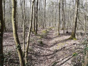 La vue se dégage dans les rigoles de la parcelle 39, les feuilles verdissent sur les arbres. Il y aura encore une séance, le 17 avril, pour terminer le toilettage de la rigole de l'Homme. C'est elle qui relie le lac Noir à la rigole des Dames dont l'eau coule dans la canalisation de fonte qui passe sous la route Royale et fait la jonction avec la Rigole Technique.