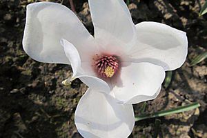 Magnolienblüte