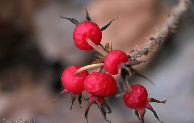 MonProjet 365-2 - Jour 315 - Fruits Rouges