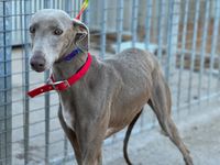 levrier galga 1an a adopter sous contrat association sos chiens galgos