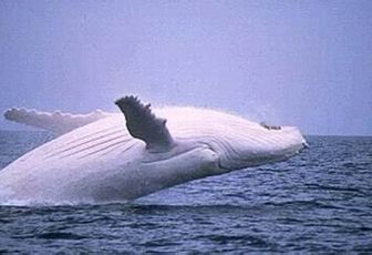 Luis Sepúlveda : Histoire d'une baleine blanche