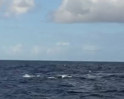 Petite séquence de notre sortie en bateau.. Ce fut long, Ange a quelque peu nourri les poissons.. Mais ça été sympa quand même.. Un cachalot 