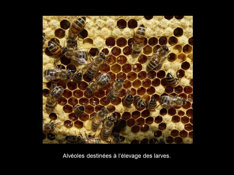 Divers - Les Abeilles