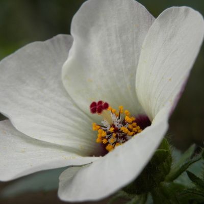 Les conseils pour faire des fleurs en papier mâché soi-même
