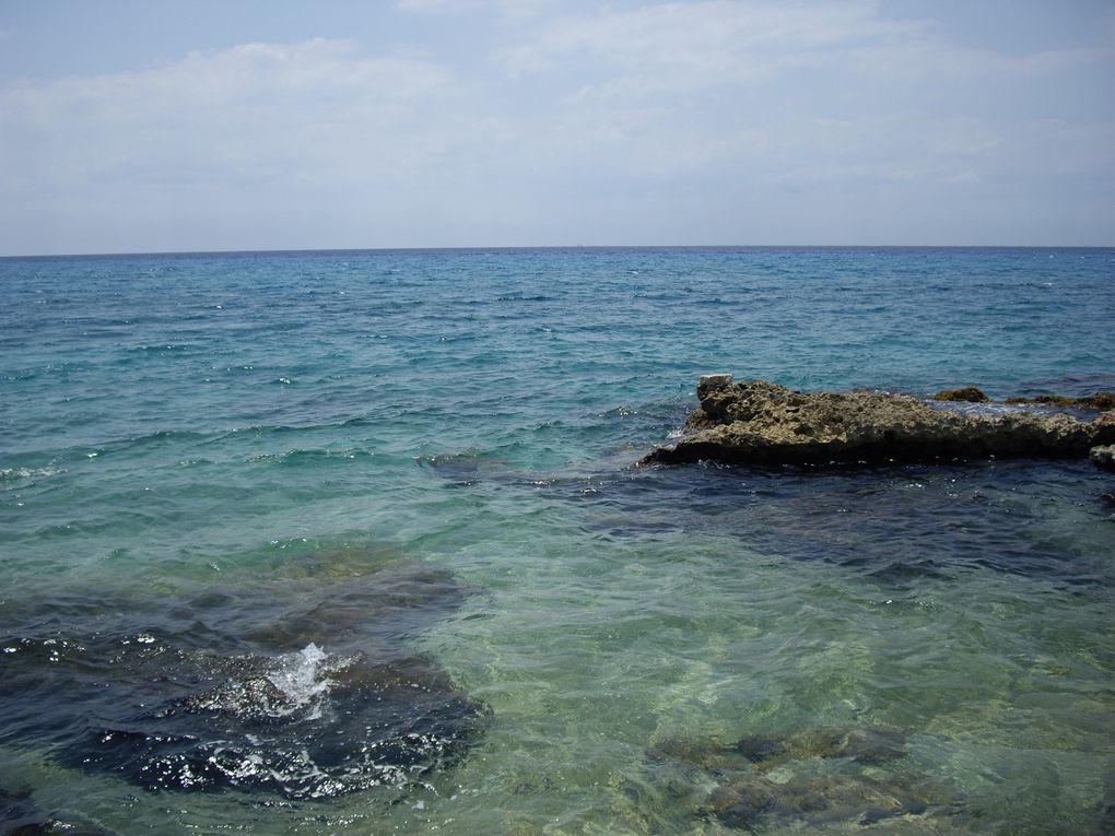 Une journée sur Cozumel pour nager avec les dauphins et découvrir l'île! Journée mémorable