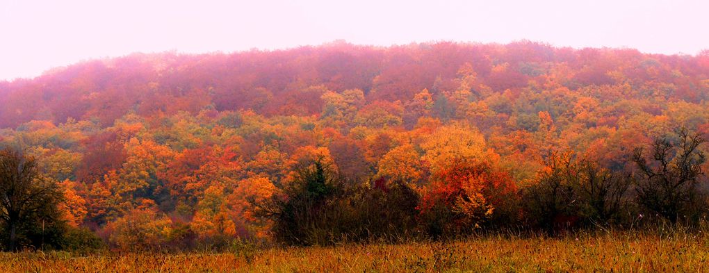 Automne sur les Altroses