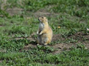 23/05/16 : de Cody à Badlands National Park