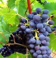 #Muscat Ottonel Producers Washington Vineyards