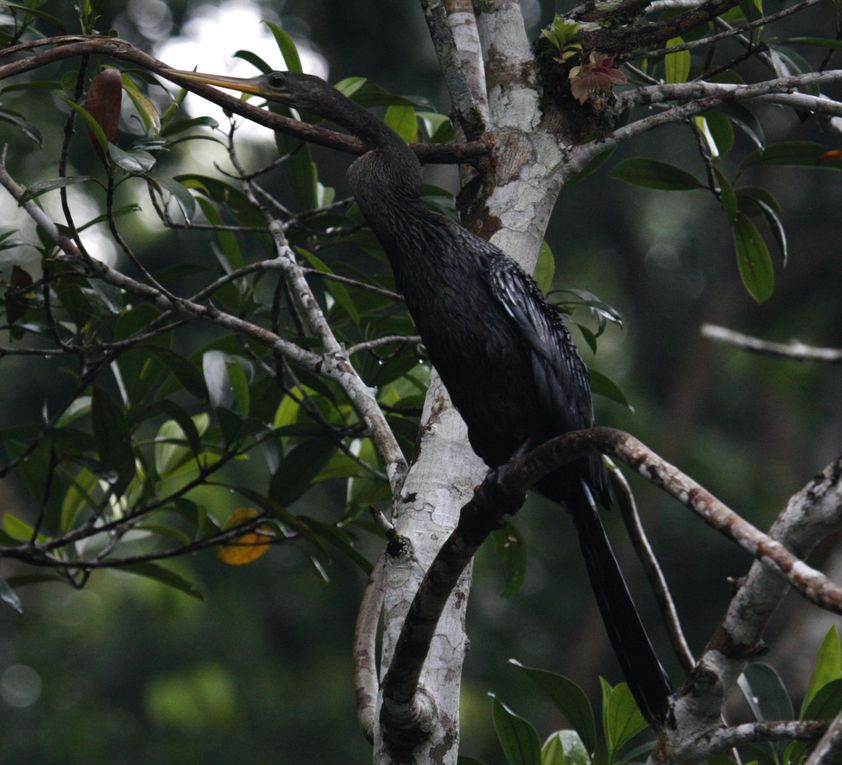 Album - Amazonie Napo Wildlife Center