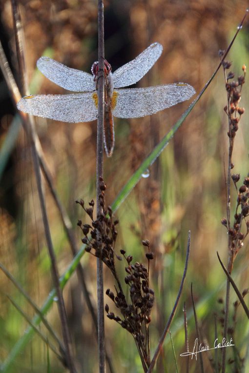 Sympetrum