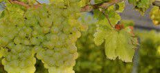 #Sauvignon Blanc Producers Queensland Vineyards Australia