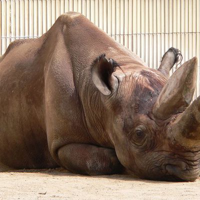 C'est combien pour tuer un rhinocéros noir?