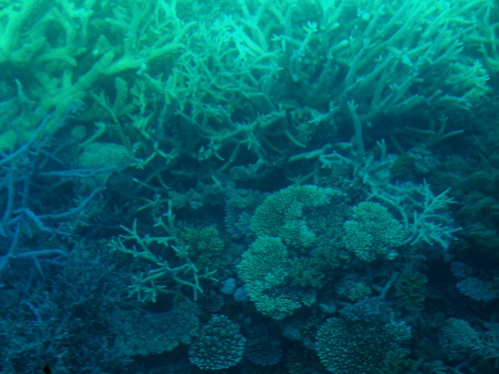 Album - Great-Barrier-Reef