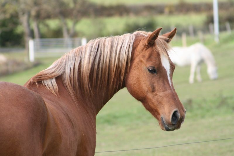 ma premi&egrave;re jument, n&eacute;e en 2001 (Mozart x Mebarka par Nichem)