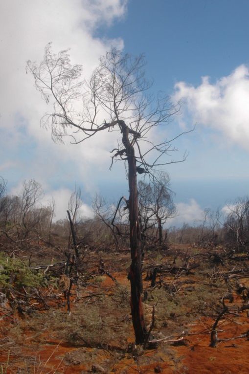 Péripéties autour du troupeau des bovins divagants.