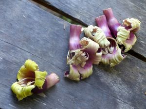 Fleurs de Pheka - Fleurs du jour (20-21)