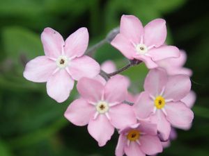 Fleurs des pelouses calcaires de Moselle.