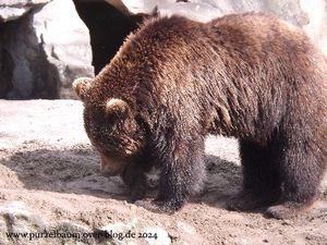 Zwergflusspferde Debby und Toby, Warzenschwein, Braunbären, Nyala, Panzernashorn, Elefantendamen