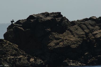 Cormoran huppé (Phalacrocorax aristotelis)