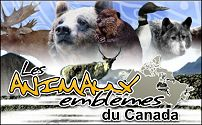 Le Canada, un des pires pays concernant les lois contre la cruauté animale...