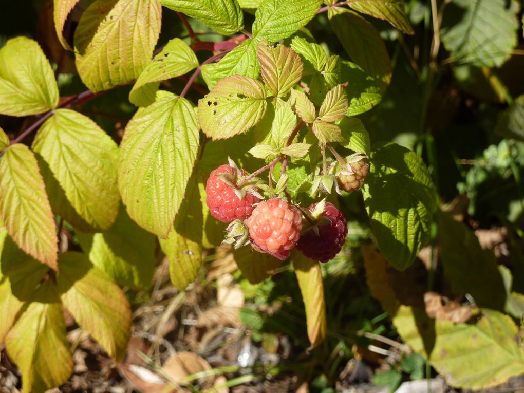 Album - Jardin 2010-11