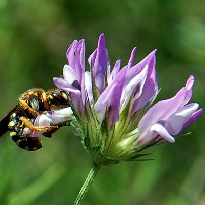 Abeille et abeille sauvage