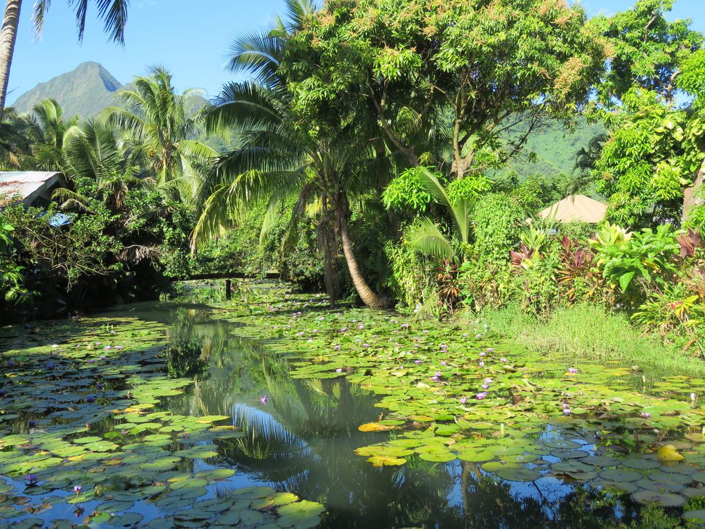 Saga Tahitienne .... Derniers jours à Tahiti. Visite de côte ouest-sud et divers à Papeete