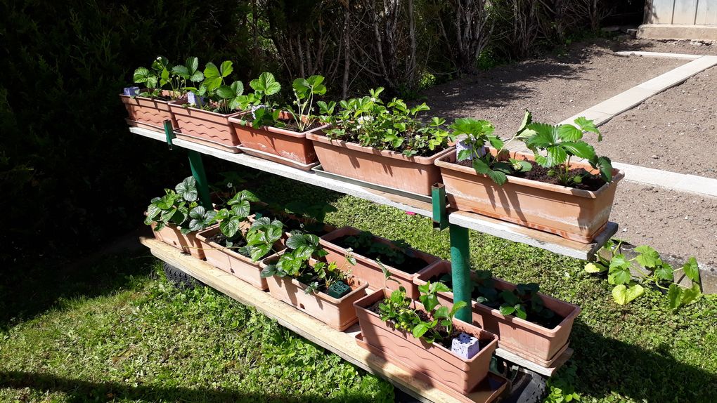 Au jardin en ce mois de mai