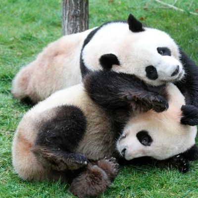 Pourquoi la Chine hésite tant à donner ses pandas ?