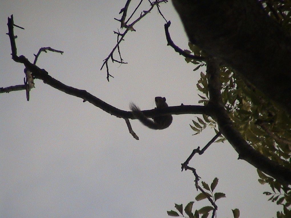 La faune du Sri Lanka