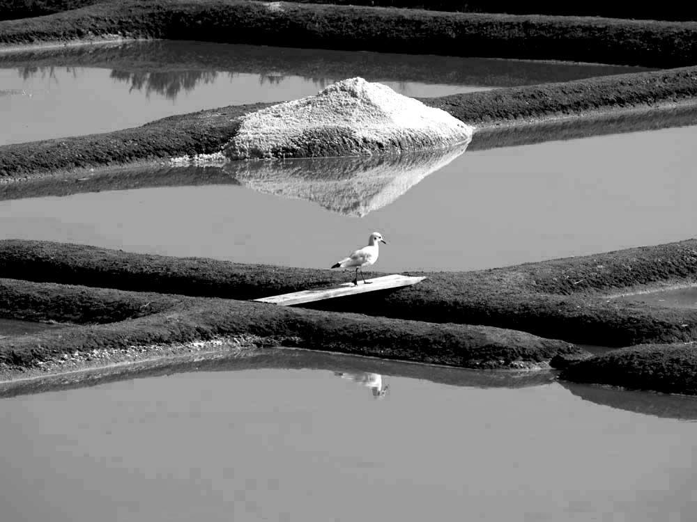 Album - Les Marais-salants de Guerande en noir et blanc