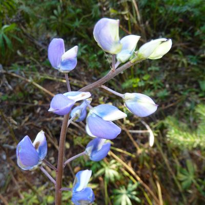 Lupin des jardins