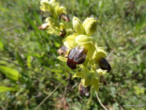 les orchidées sauvages