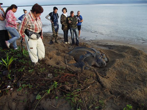 Saga guyanaise.... Journal de voyage de juin 2014.... (2ème semaine) 