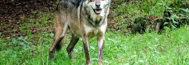 Du climat aux loups