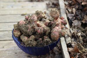 Légumes du potager en février