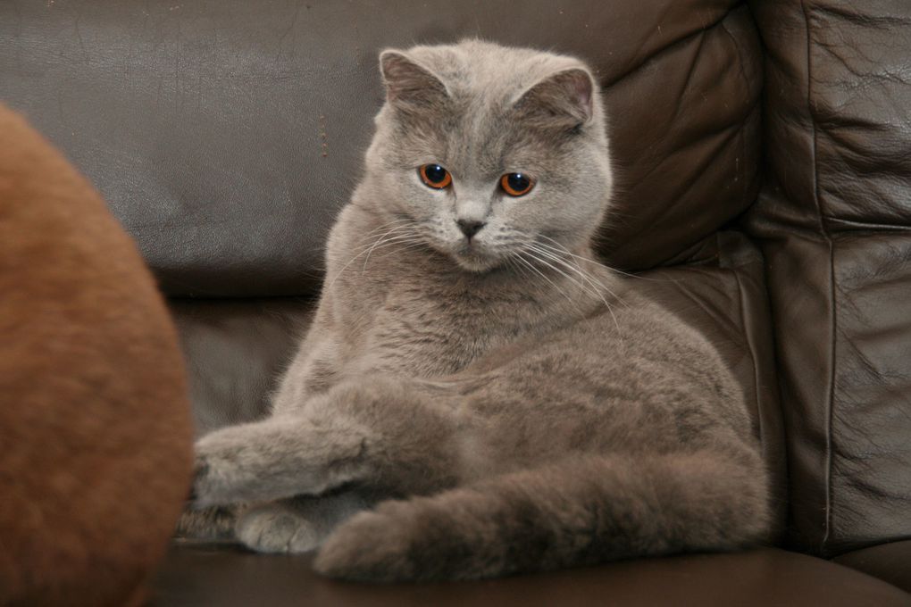 British Shorthair Blue Femelle