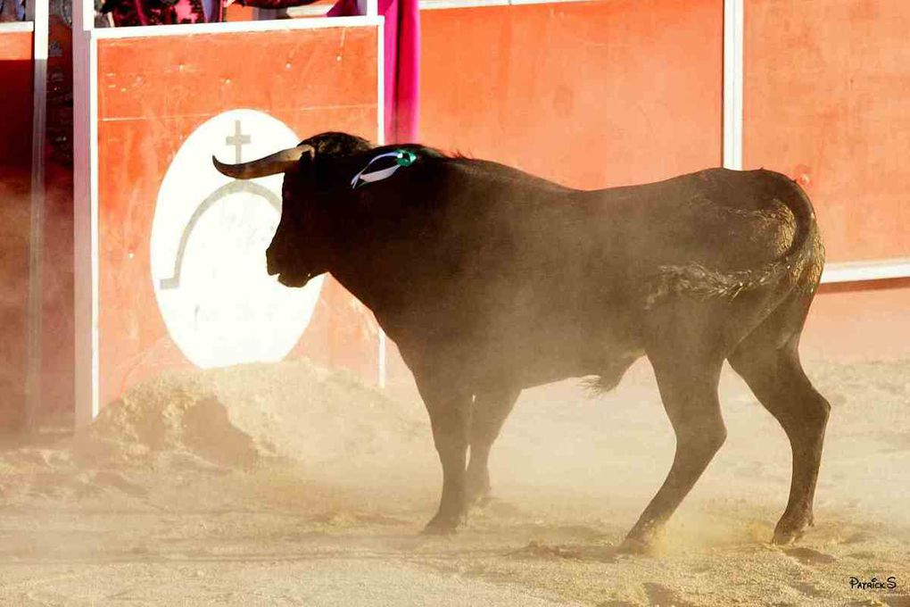 Samedi BOUJAN, 1ère de Feria